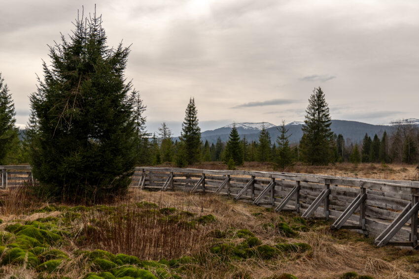 Bieszczady: Torfowisko Tarnawa